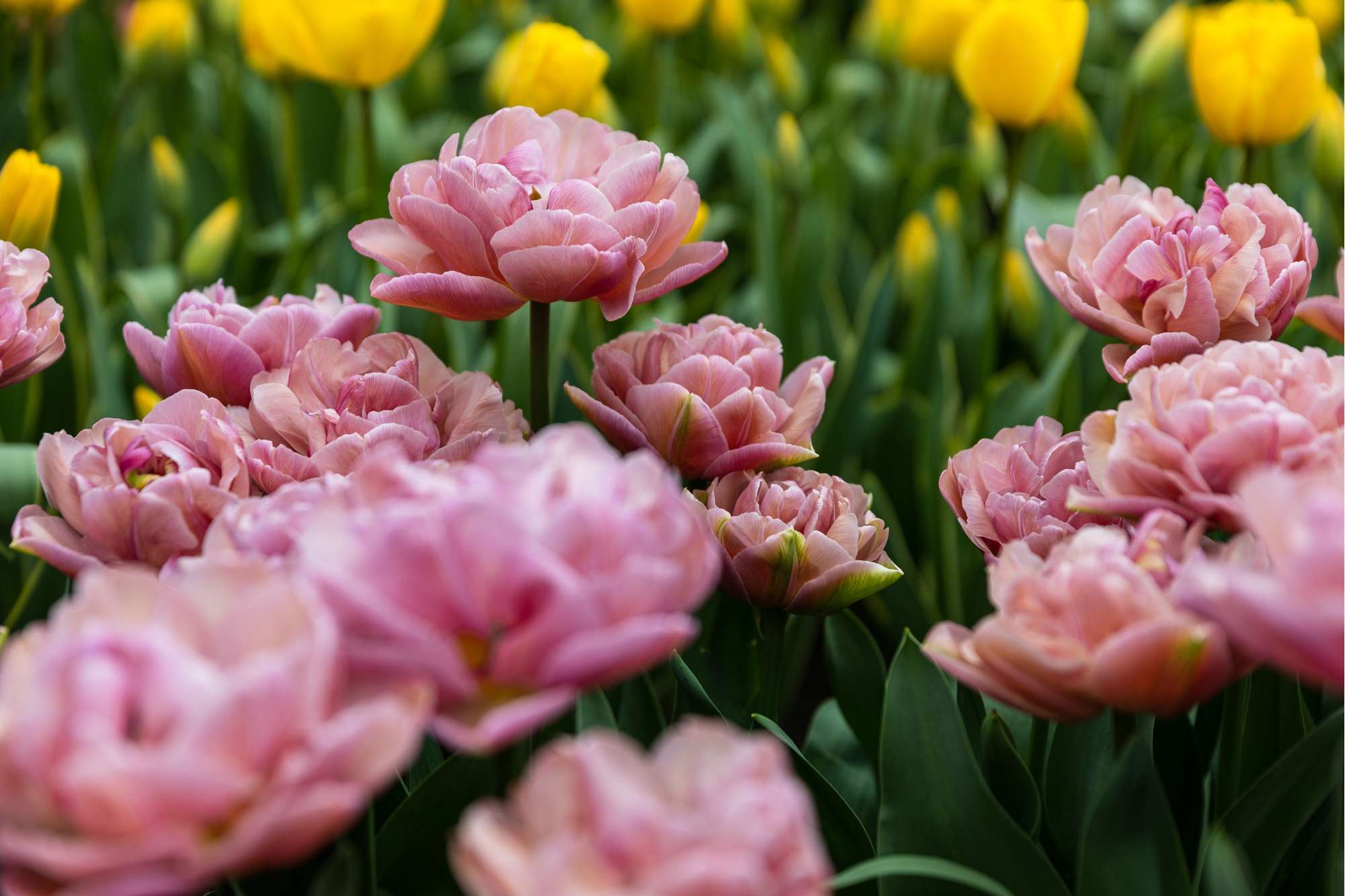 Tulpe 'Beachberry'